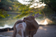 鹿の毛繕い