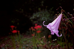 IMGP9695