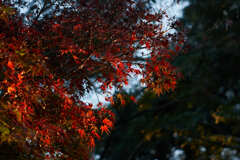 DSC00861k
