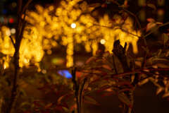 DSC01035k