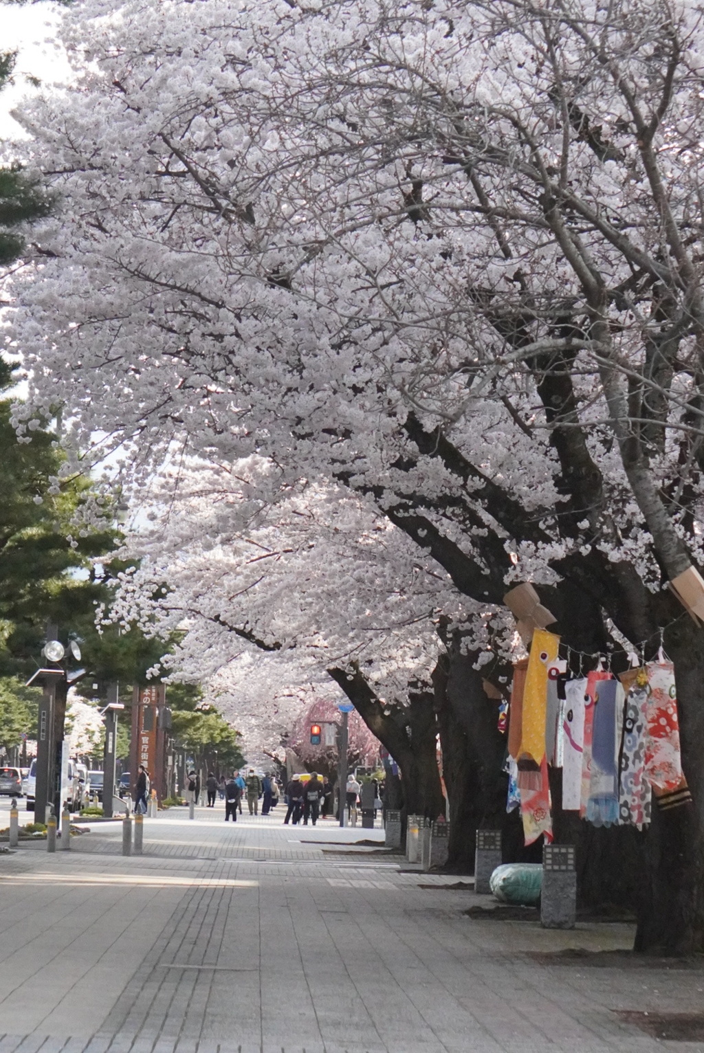 桜並木
