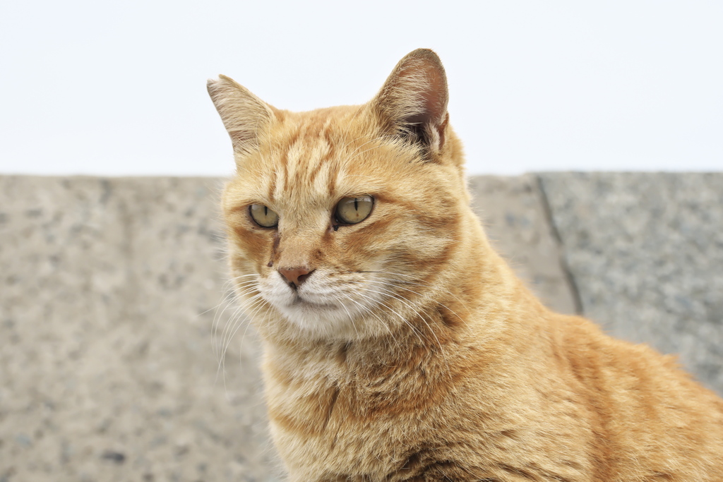 パトロール中！