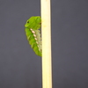 ナミアゲハ 個体2 前蛹