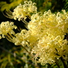 白花曼珠沙華