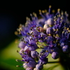 紫陽花 桂夢衣