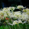 曼珠沙華 白群