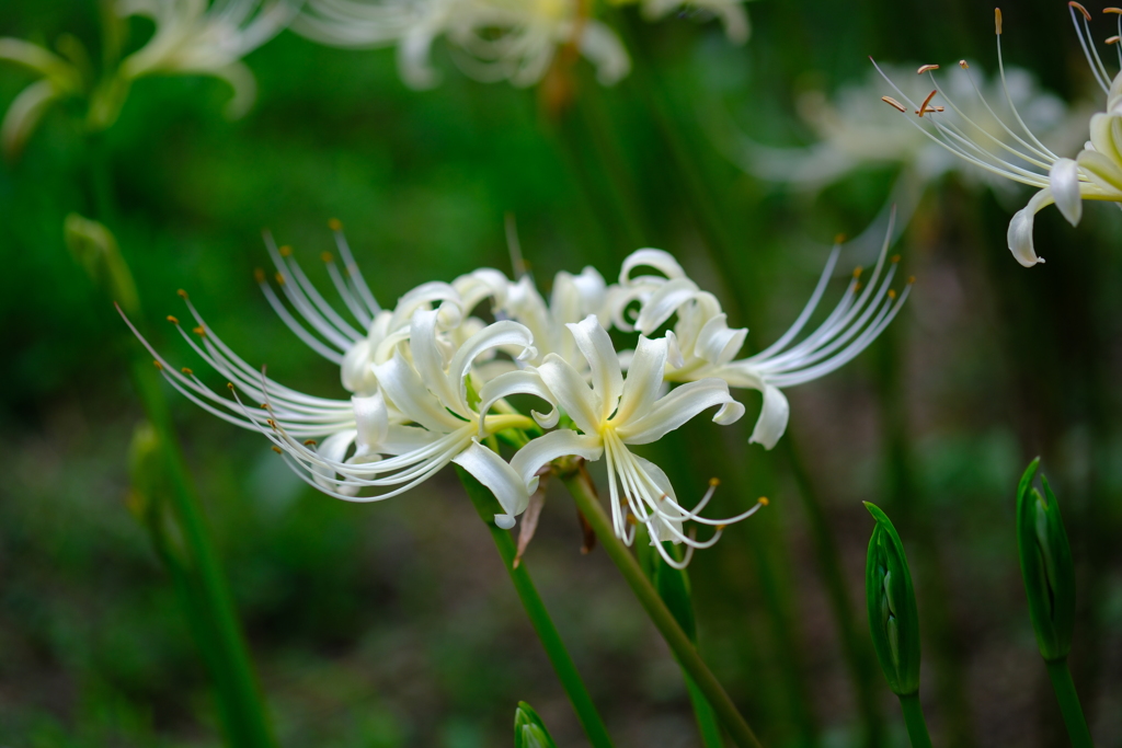 曼珠沙華 白