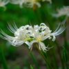 曼珠沙華 白
