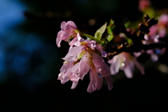 狂い咲き 与謝野晶子桜