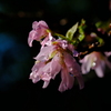 狂い咲き 与謝野晶子桜