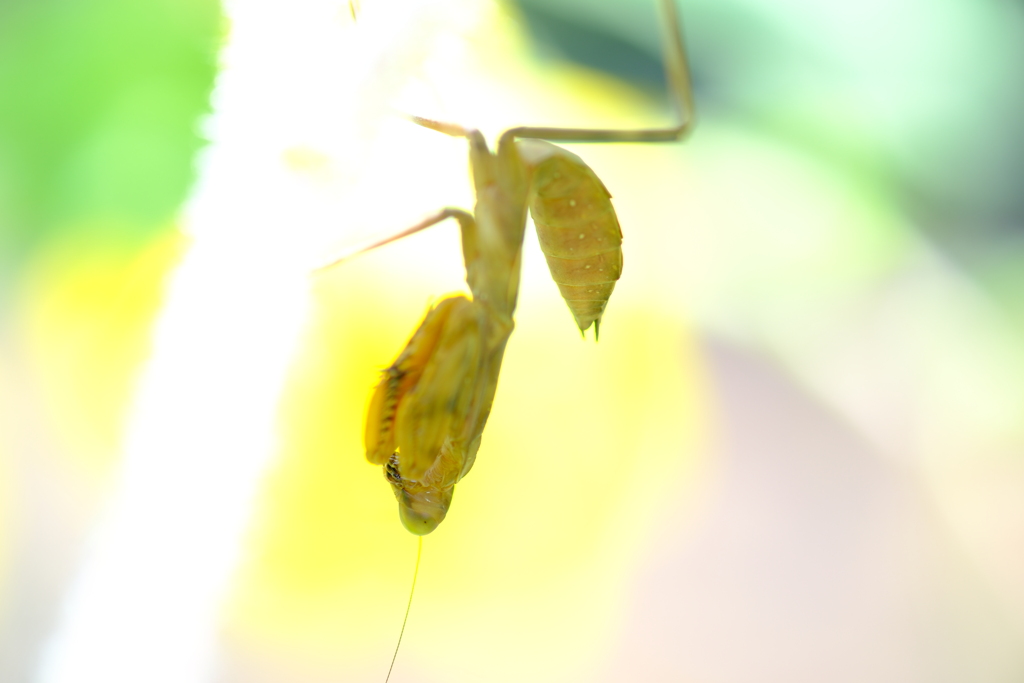 カマキリ