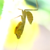 カマキリ