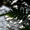 シダ植物（京都府立植物園 温室）