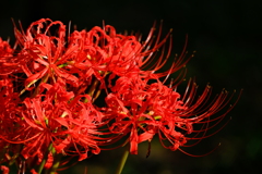 曼珠沙華（京都府立植物園2）