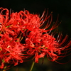 曼珠沙華（京都府立植物園2）