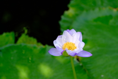 睡蓮（京都府立植物園 温室）