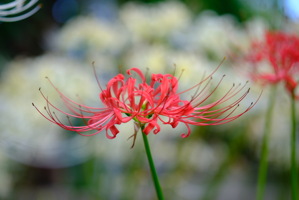 曼珠沙華