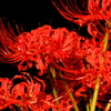 曼珠沙華（京都府立植物園1）