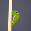 ナミアゲハ 個体1 前蛹