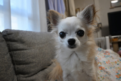 愛犬