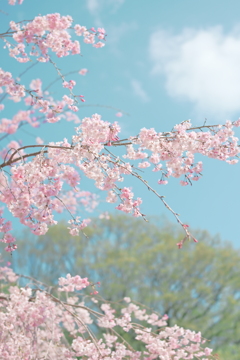 晴れのち桜
