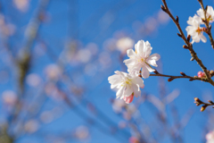 冬桜 III
