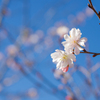 冬桜 III