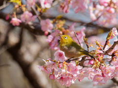 河津桜とメジロさん