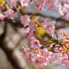 河津桜とメジロさん