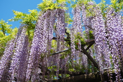 藤の花 Ⅰ