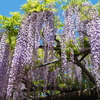 藤の花