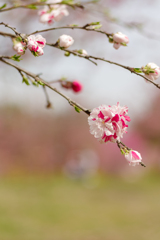 花桃 Ⅰ