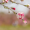 花桃