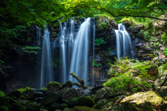夏の森のひととき