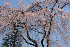 枝垂れる