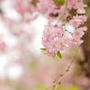 八重紅枝垂れ桜