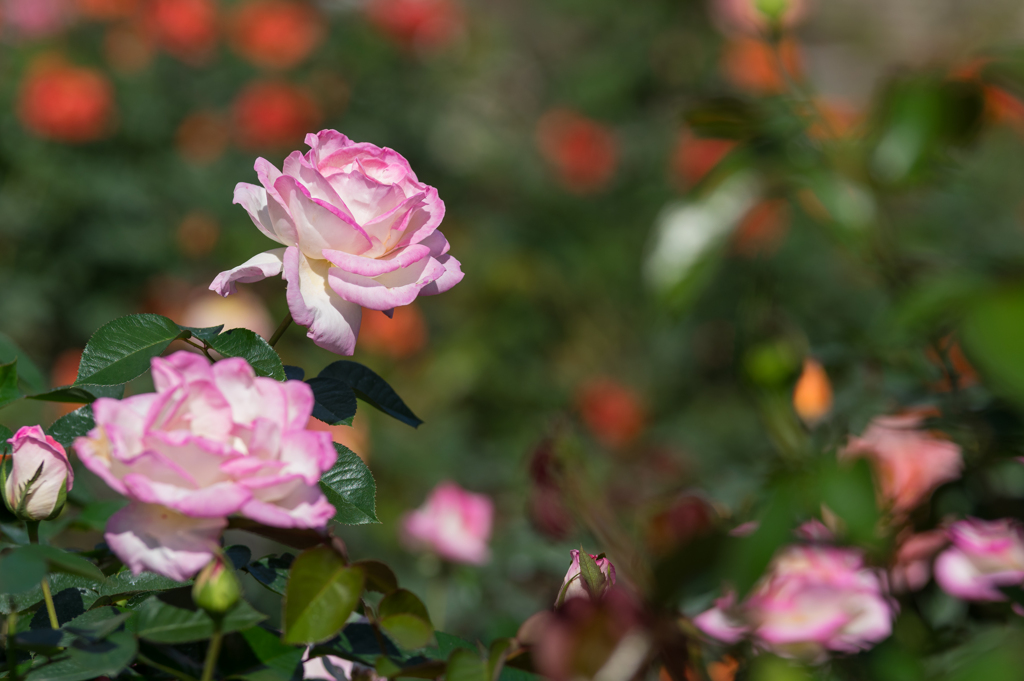 秋の薔薇