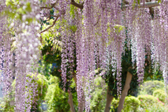 藤の花 Ⅱ