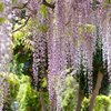 藤の花 Ⅱ