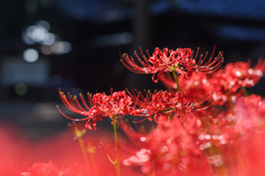 深紅の彼岸