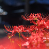 深紅の彼岸