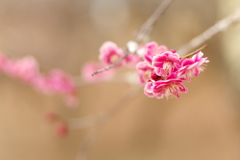 梅の花