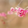 梅の花