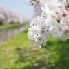 のどかな春