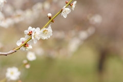 梅の花 Ⅱ