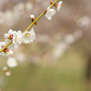 梅の花 Ⅱ