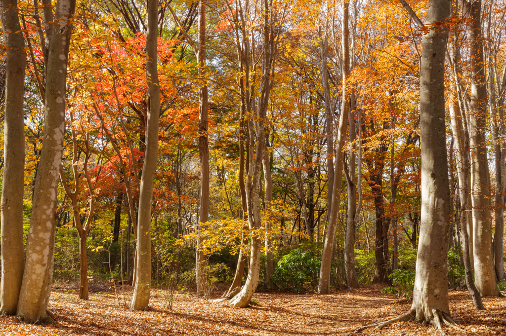 色づくブナ林