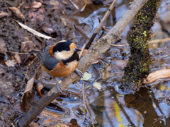 ちょこんとまんまる
