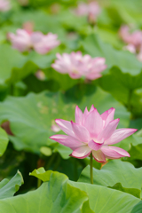 花蓮