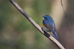 瑠璃色のまなざし